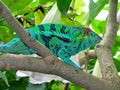 Cameleon Furcifer pardalis. Royalty Free Stock Photo