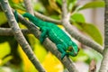 Cameleon of Madagascar