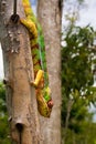 Cameleon of Madagascar Royalty Free Stock Photo