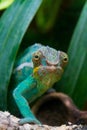 Cameleon of Madagascar Royalty Free Stock Photo