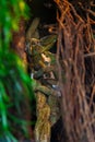 Cameleon masking himself on the tree in green tones, Cairns, Australia