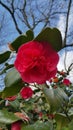 Camelia blooms against backdrop of blue sky and barren tree branches