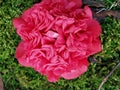 Camelia Blooms durin winter months Royalty Free Stock Photo