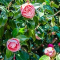 Camelia flower blossom, spring background Royalty Free Stock Photo