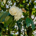 Camelia flower blossom, spring background Royalty Free Stock Photo