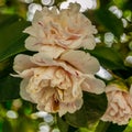 Camelia flower blossom, spring background