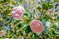 Camelia flower blossom, spring background Royalty Free Stock Photo