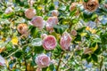 Camelia flower blossom, spring background Royalty Free Stock Photo