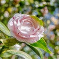 Camelia flower blossom, spring background Royalty Free Stock Photo