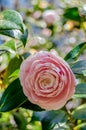 Camelia flower blossom, spring background Royalty Free Stock Photo