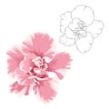 Camelia flower design elements set. Outline vector sketch black line drawing. Realistic bright pink color macro close up