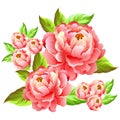 Camelia flower illustration