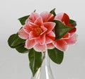 Camelia