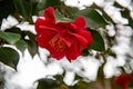 Camelia or Japanese rose Royalty Free Stock Photo