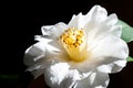 Camelia Japonica Royalty Free Stock Photo