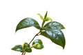 Camelia leafs