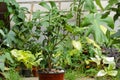 Camelia potted plant outdoors.