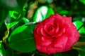 Camelia red flower Royalty Free Stock Photo