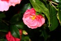 Camelia's