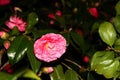 Camelia's