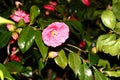 Camelia's