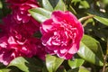 A Camelia shrub with pink flower in early spring Royalty Free Stock Photo