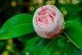 Camelia spring pink flower Royalty Free Stock Photo