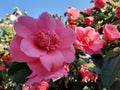 Camelias flowering in spring in the garden