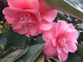 Camelias flowering in spring in our garden and park