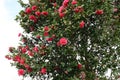 Camelias at Holehird Gardens near Windermere, Lake District, Cumbria, England, UK