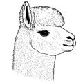 camelid animal head called alpaca