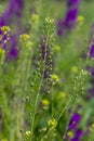 Camelina microcarpa, Brassicaceae. Wild plant shot in spring Royalty Free Stock Photo