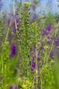 Camelina microcarpa, Brassicaceae. Wild plant shot in spring Royalty Free Stock Photo