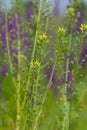 Camelina microcarpa, Brassicaceae. Wild plant shot in spring Royalty Free Stock Photo