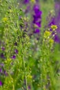 Camelina microcarpa, Brassicaceae. Wild plant shot in spring Royalty Free Stock Photo