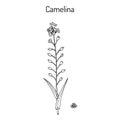 Camelina sativa or gold-of-pleasure, or false flax, flowering oil plant