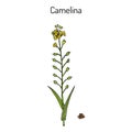 Camelina sativa or gold-of-pleasure, or false flax, flowering oil plant