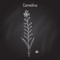 Camelina sativa or gold-of-pleasure, or false flax, flowering oil plant