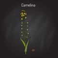 Camelina sativa or gold-of-pleasure, or false flax, flowering oil plant