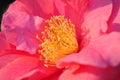 Camellia Royalty Free Stock Photo