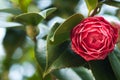 Camellia Royalty Free Stock Photo