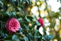 Camellia Royalty Free Stock Photo