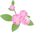 Camellia Royalty Free Stock Photo