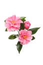 Camellia arrangement