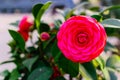 A camellia Royalty Free Stock Photo