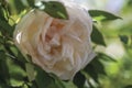 Camellia bloom in a garden. Royalty Free Stock Photo