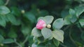 Camellia Bloom On Green Bush In Garden. Pink Camellia In Flower. Beautiful Pink Flower With Soft Petals.