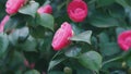 Camellia Bloom On Green Bush In Garden. Pink Camellia In Flower. Beautiful Pink Flower With Soft Petals. Royalty Free Stock Photo