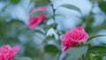 Camellia Bloom On Green Bush In Garden. Pink Camellia In Flower. Beautiful Pink Flower With Soft Petals. Close up. Royalty Free Stock Photo