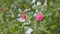 Camellia Bloom On Green Bush In Garden. Pink Camellia In Flower. Beautiful Pink Flower With Soft Petals. Close up. Royalty Free Stock Photo